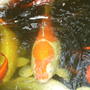 Koy Fish 