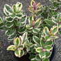 hebe tricolour