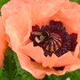 Papaver orientalis Oriental Poppy