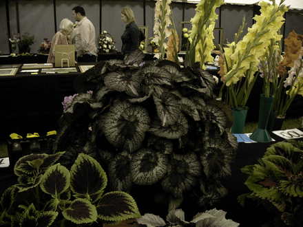 Roden Show 2007 (Begonia)