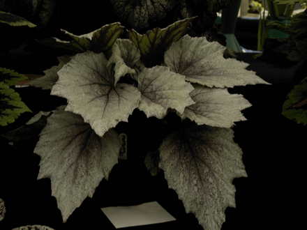 Roden Show 2007 (Begonia)
