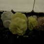 2007_roden010