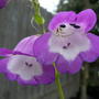 Penstemon "Czar " (Penstemon)