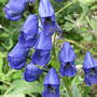 Monks head  (Aconitum)