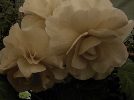 Roden Show 2007 (Begonia)