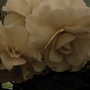 2007_roden011