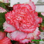 A garden flower photo