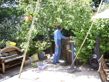 Cooking apple tree grown from a pip