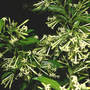 Night-blooming Jasmine