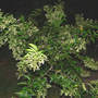 Night-blooming Jasmine, Whole Tree