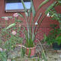Bird Of Paradise (Strelitzia reginae (Bird of paradise))