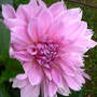 Dahlia "Lavender Perfection" (Dahlia Pinnata (Dahlia) "Lavender Perfection")