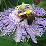 Passiflora incarnata With Friend (Passiflora incarnata (Maypops))