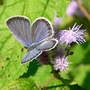 Eastern_tailed-blue_top_9-08-08_exc_no_tails_sm