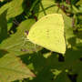 Sulphur_cloudless_9-07-08_exc_sun_sm
