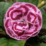 Pink  Dianthus  (Dianthus)