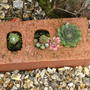 Brick_with_succulents
