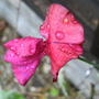 Sweetpea