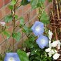 Morning Glory (morning glory,)