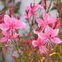 Gaura