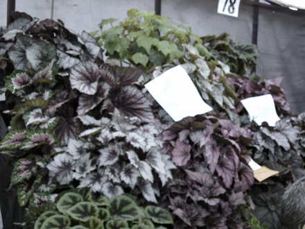 Roden Show 2007 (Begonia)