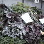 2007_roden024