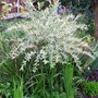 Salix 'Flamingo' (Salix)