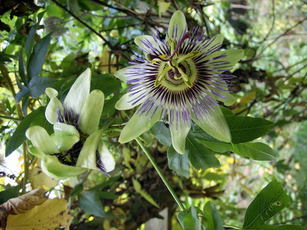 Passion flower taken at the end of October 2006