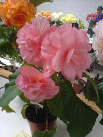 Sweet Dreams, Begonia (Begonia)