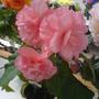 Old_phone_pics_sony_ericsson_029