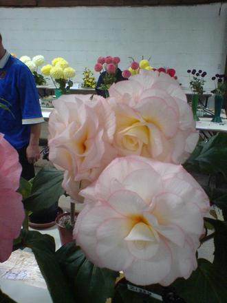 Ziggy, Begonia (Begonia)