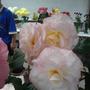 Old_phone_pics_sony_ericsson_032