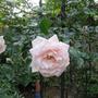 Rose Dr. W Van Fleet (Rose Dr. W Van Fleet)