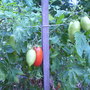 My Romas (Lycopersicon esculentum (Tomato))