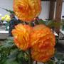 Old_phone_pics_sony_ericsson_033