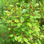 Ilex verticillata