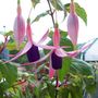 Picture_039