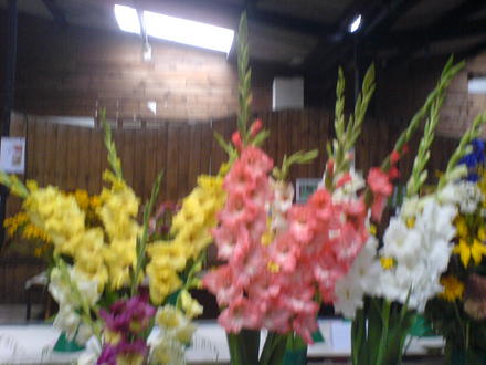 Village Show