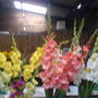 Old_phone_pics_sony_ericsson_035