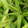 Bamboo_2