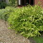 Bamboo_1