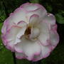 Climbing_rose_handel
