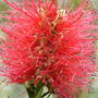 Bottle_brush_callistemon