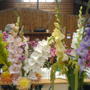 Old_phone_pics_sony_ericsson_037