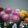 Old_phone_pics_sony_ericsson_038