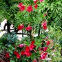 Dipladenia on my terrace (Dipladenia)