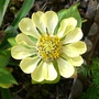Zinnia elegans