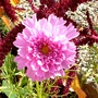 Double pink Cosmos (Cosmos bipinnatus (Cosmos))