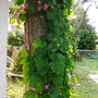 Morning glory on pine tree (Ipomoea purpurea (Morning glory))
