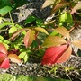 Virginia creeper scrambling up an old tree (Parthenocissus quinquefolia (Virginia creeper))
